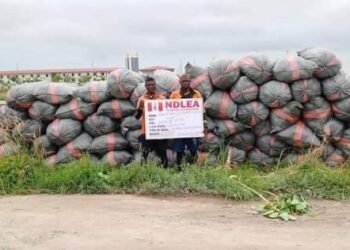 NDLEA Intercepts Skunk Consignments, Destroy Cannabis Farm In Edo | METROWATCH