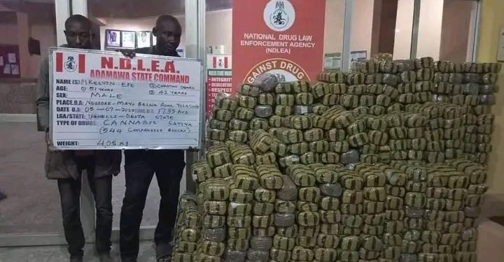 NDLEA Seizes 4,560kg of Skunk in Lagos, Adamawa, Osun | METROWATCH