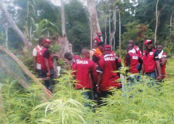 NDLEA Destroys 33 Hectares of Cannabis Farms in Ondo, Edo | METROWATCH