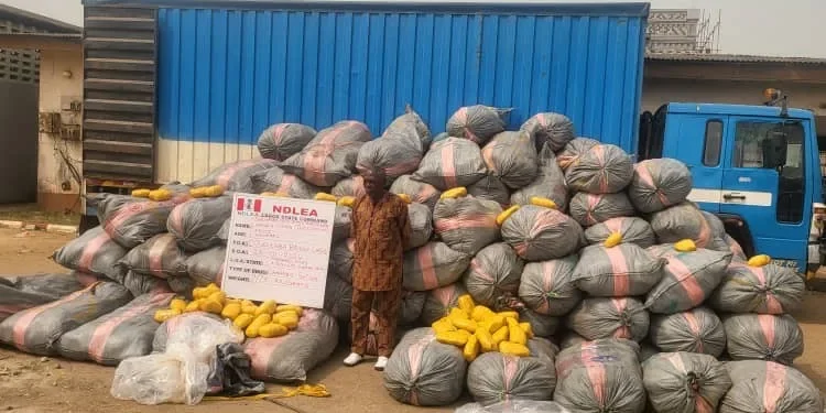 NDLEA Intercepts 14.5 Tons of Indian Hemp in Lagos | METROWATCH