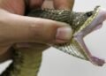 Victims: ‘How Kidnappers Used Poisonous Snakes to Terrorise Us’ | METROWATCH