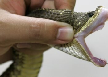 Victims: ‘How Kidnappers Used Poisonous Snakes to Terrorise Us’ | METROWATCH