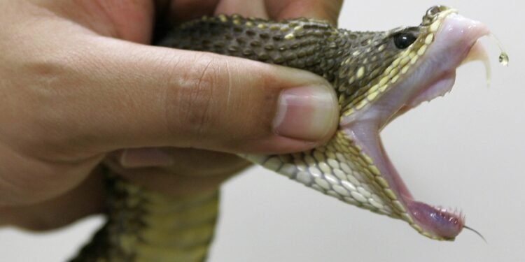 Victims: ‘How Kidnappers Used Poisonous Snakes to Terrorise Us’ | METROWATCH