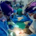 U.S. Surgeons Transplant Pig Kidney into 62-year-old Man | METROWATCH