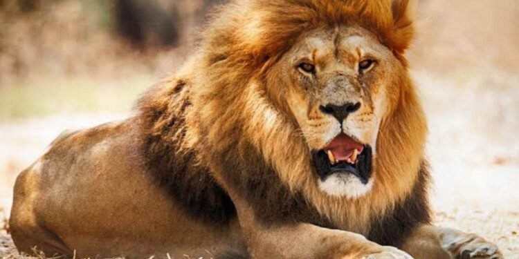 Nigeria Police: How Lion Killed it’s Handler at Obasanjo Library