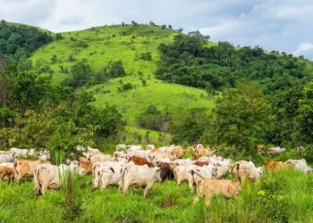 Kaduna: Manchok Farmers Count Losses as Cattle Graze on their Farmlands