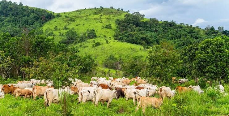 Kaduna: Manchok Farmers Count Losses as Cattle Graze on their Farmlands