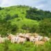 Kaduna: Manchok Farmers Count Losses as Cattle Graze on their Farmlands