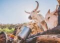 14 Escape Death as Cow-laden Trailer Overturns in Jos