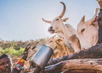 14 Escape Death as Cow-laden Trailer Overturns in Jos