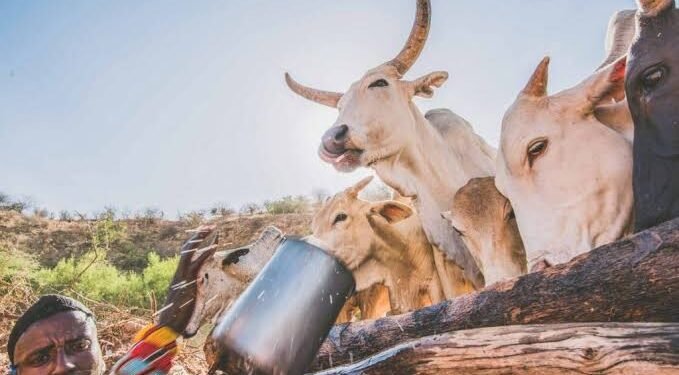 14 Escape Death as Cow-laden Trailer Overturns in Jos