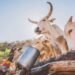 14 Escape Death as Cow-laden Trailer Overturns in Jos