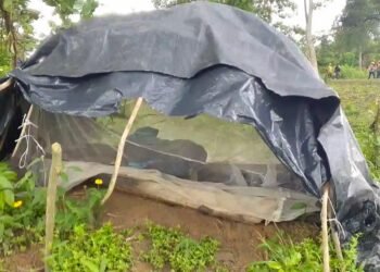 Edo Security Forces Decimate Kidnappers, Dismantle Camps in Edo North