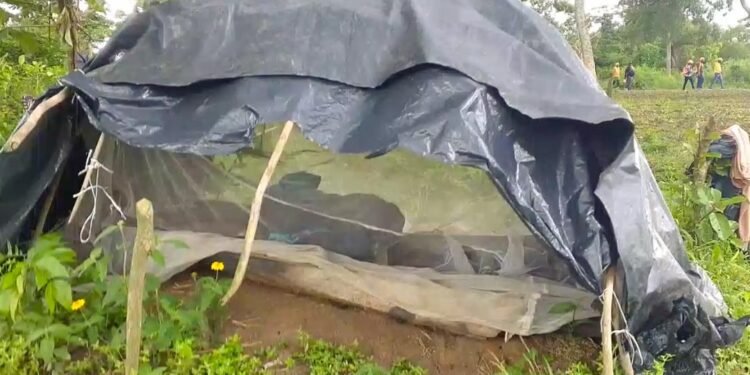 Edo Security Forces Decimate Kidnappers, Dismantle Camps in Edo North