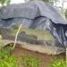 Edo Security Forces Decimate Kidnappers, Dismantle Camps in Edo North