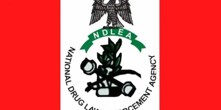 NDLEA Raids 6 Drug Joints in Kano, Arrests 15 Suspects 