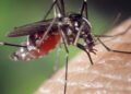Experts Reveals ‘700,000 Die of Malaria Yearly in Sub-Sahara Africa’