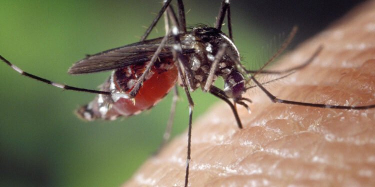 Experts Reveals ‘700,000 Die of Malaria Yearly in Sub-Sahara Africa’