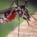 Experts Reveals ‘700,000 Die of Malaria Yearly in Sub-Sahara Africa’