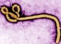 Ebola